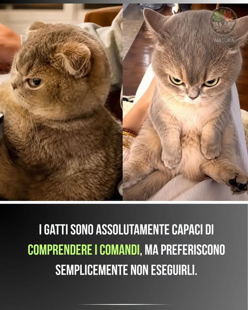 gatttt
